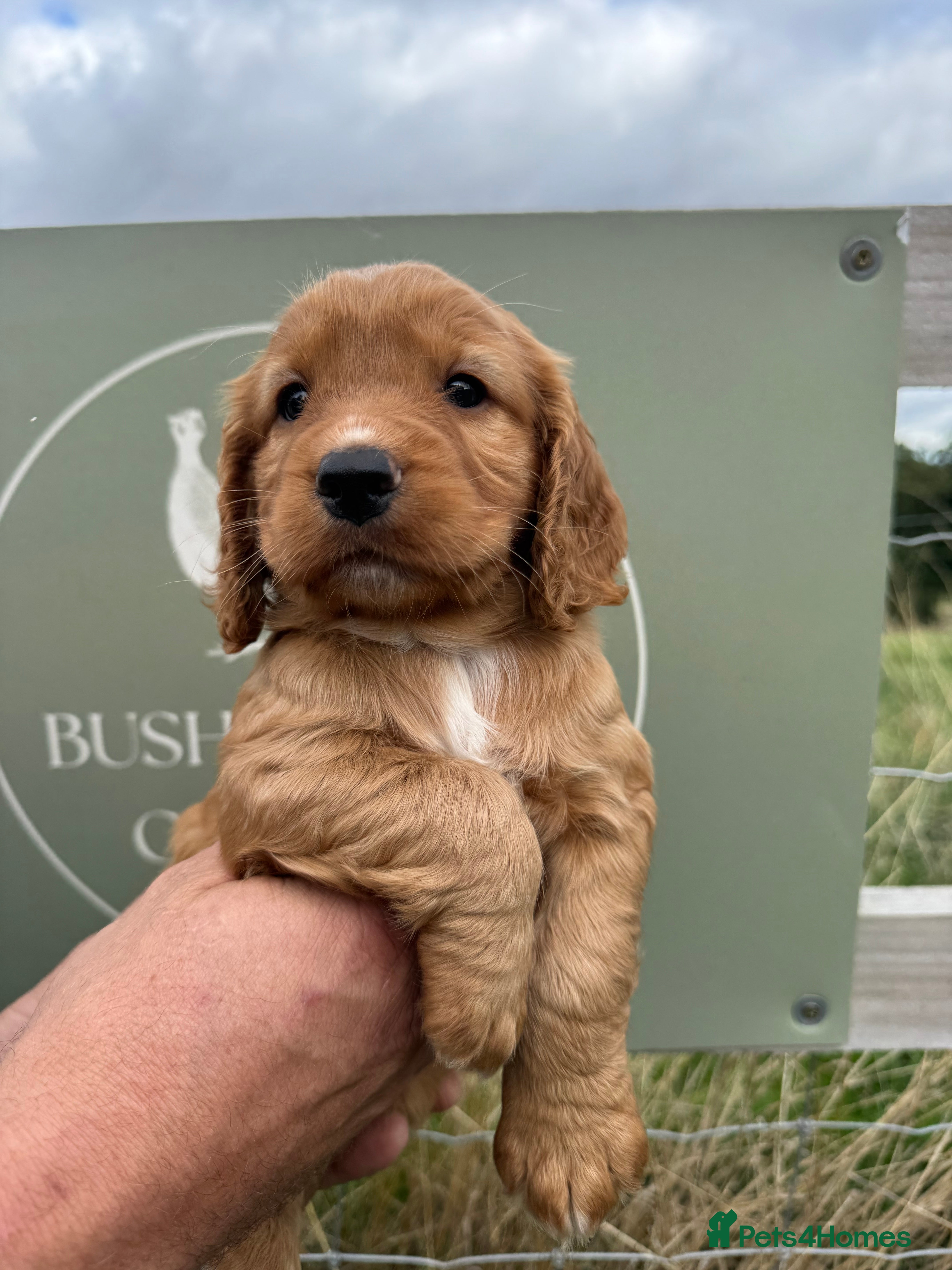 Cocker Spaniel dogs Kc registered Working Cocker Spaniel puppies  - Advert 2
