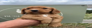 Cocker Spaniel 1