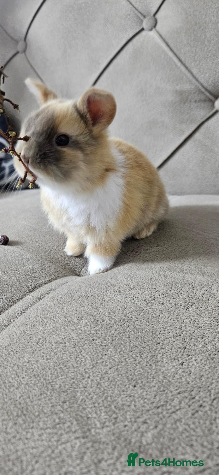 Mixed Breed rabbits They are Rex and Dutch mix 🥰 - Advert 1