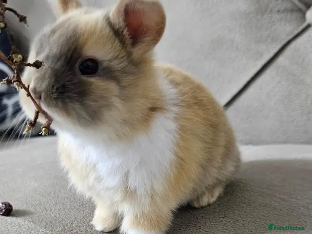 Mixed Breed rabbits for sale: They are Rex and Dutch mix 🥰 - Advert 1
