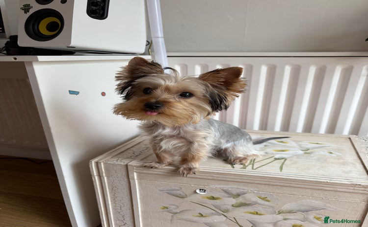 Yorkshire Terrier dogs - Advert 3
