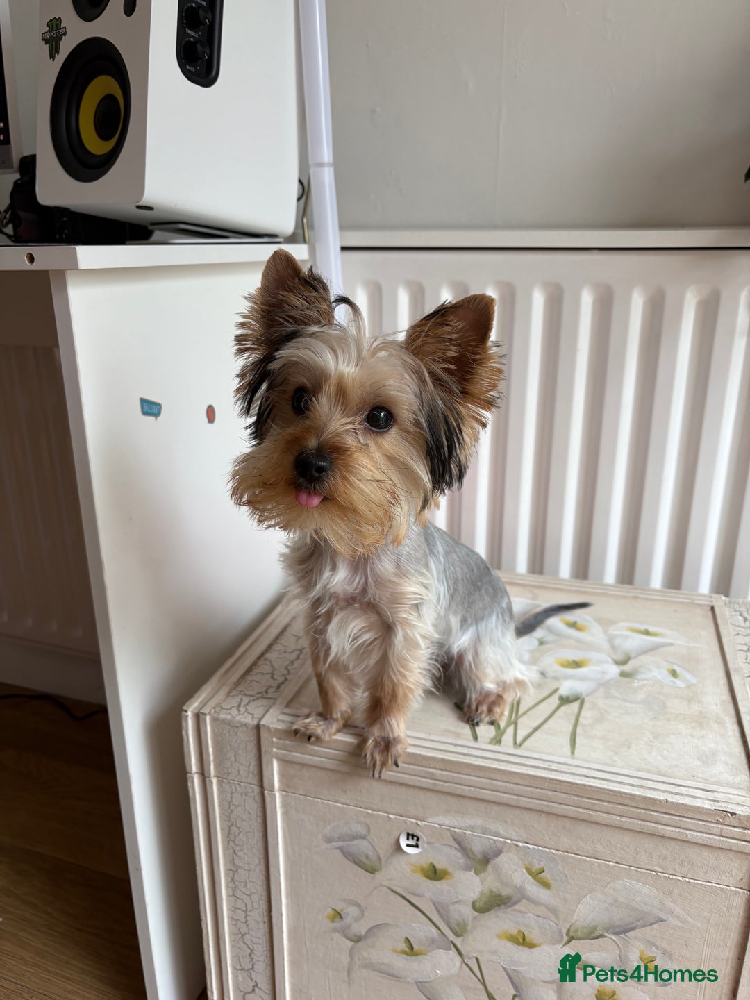 Yorkshire Terrier dogs for sale: Mini Yorkshire terrier puppy  - Image 1