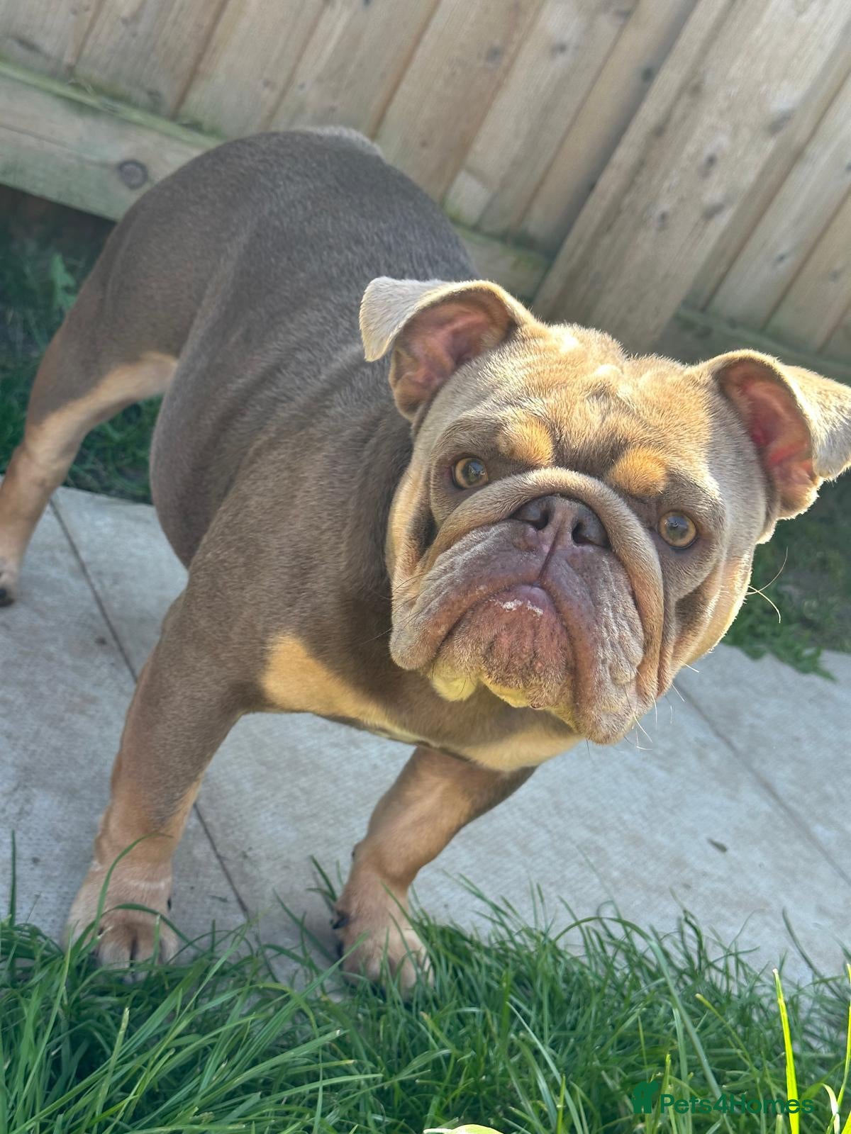 English Bulldog dogs Gorgeous 5 year old bull dog. - Advert 3