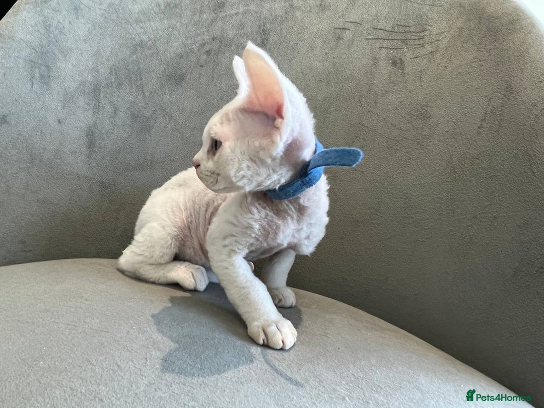 Devon Rex cats for sale: Meet Our Devon Rex Kittens One-of-a-Kind Litter! - Image 8
