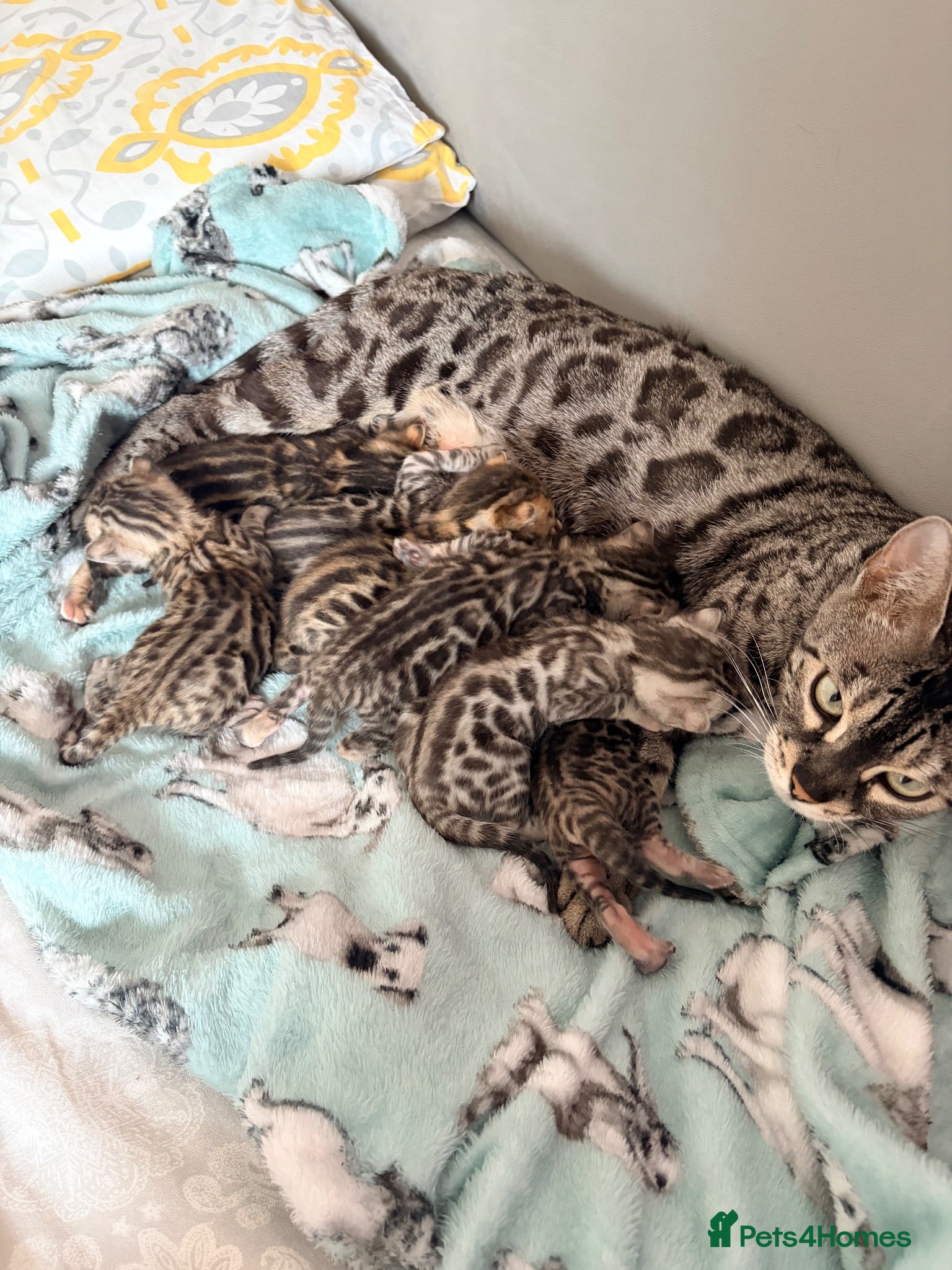 Bengal cats Quality kittens Bengal for sale - Advert 2