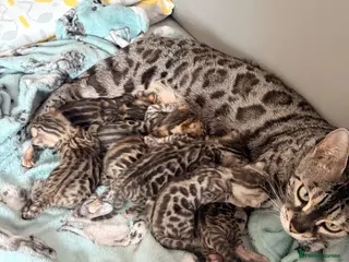Bengal cats Quality kittens Bengal for sale - Advert 13