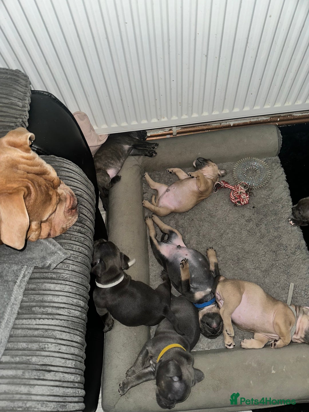 Mixed Breed dogs for sale: Exotic Pocket bully’s 4 males 5 females  - Image 13