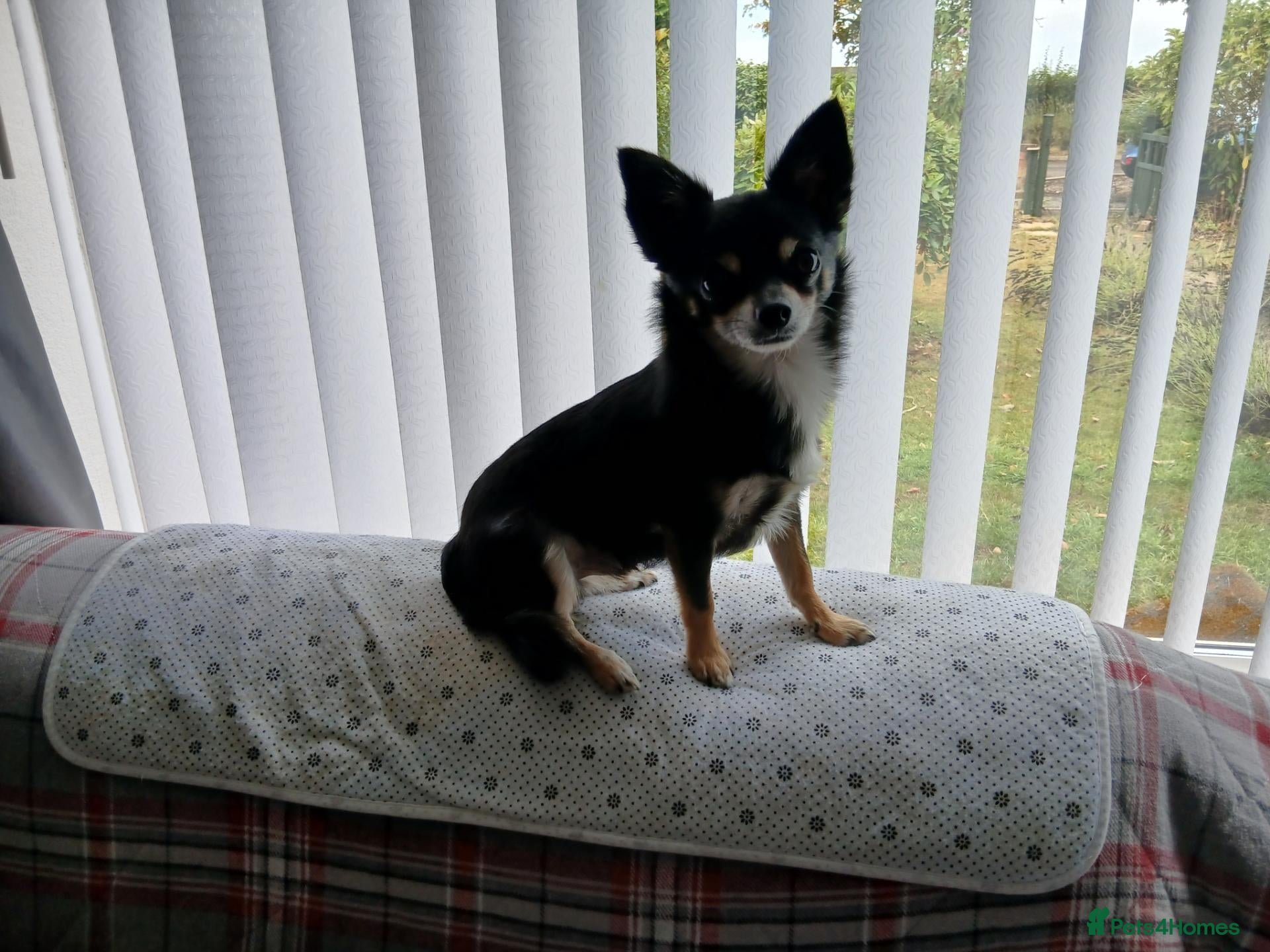 Chihuahua dogs Small smooth coated Chihuahua stud - Advert 8