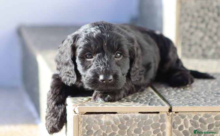 Cockapoo dogs F1 Cockapoo puppies for sale - Advert 6