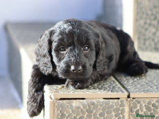 Cockapoo dogs F1 Cockapoo puppies for sale - Advert 17