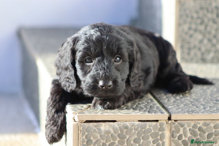 Cockapoo dogs F1 Cockapoo puppies for sale - Advert 6