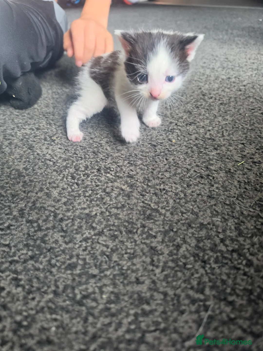 Domestic Shorthair cats for sale: Little Male domestic shorthair  in Cambridge - Advert 3