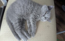 British Shorthair cats for sale: Both parents pedigrees- Dad 5x 🏆 3 boys 1 girl  - Image 5