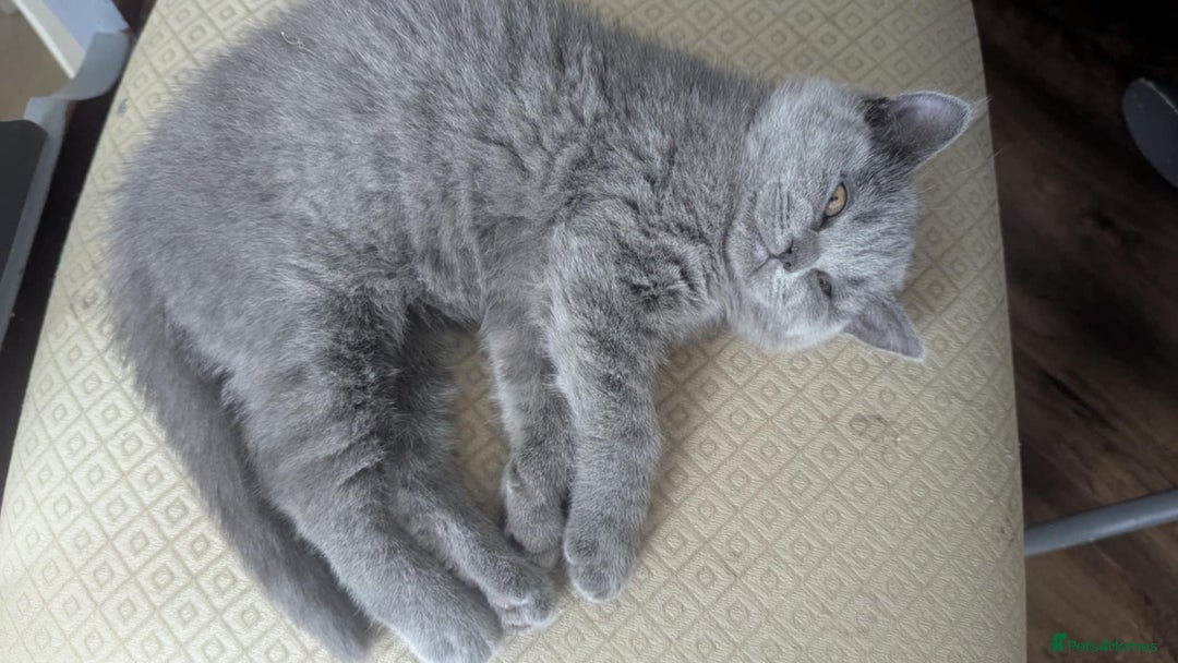 British Shorthair cats for sale: Both parents pedigrees- Dad 5x 🏆 3 boys 1 girl  - Image 5