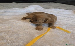 Cavalier King Charles Spaniel dogs for sale: Cavalier king charles pups - Image 12