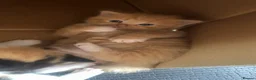Mixed Breed cats for sale: 5 Cuddly Orange and Calico kittens 💕 - Advert 27