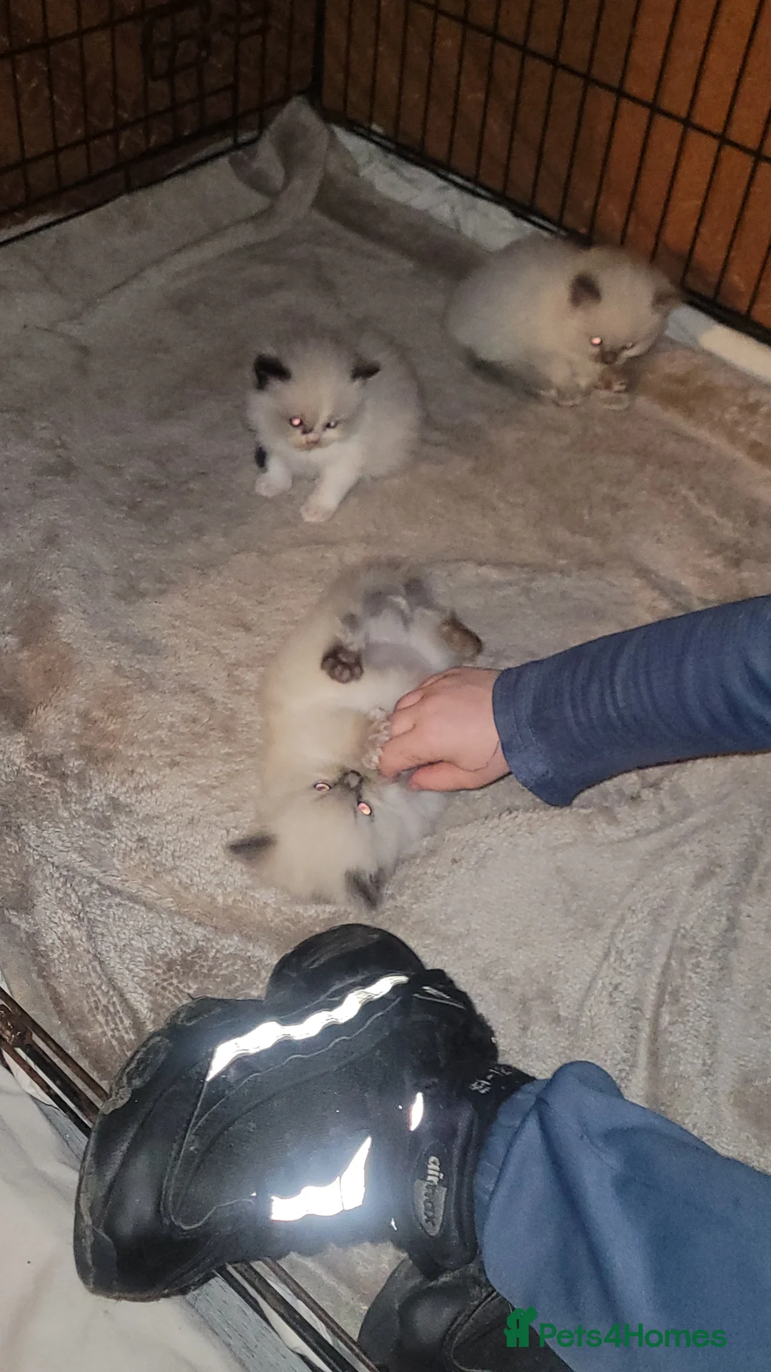 Ragdoll cats for sale: Ragdoll kittens for sale  - Advert 10