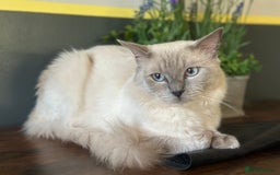 Ragdoll cats for stud: DNA TESTED🧬 Blue Point, Choc Carrier Ragdoll STUD in Newport - Image 1
