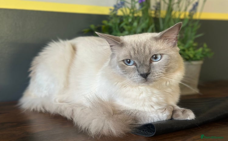 Ragdoll cats in Newport - Advert 2