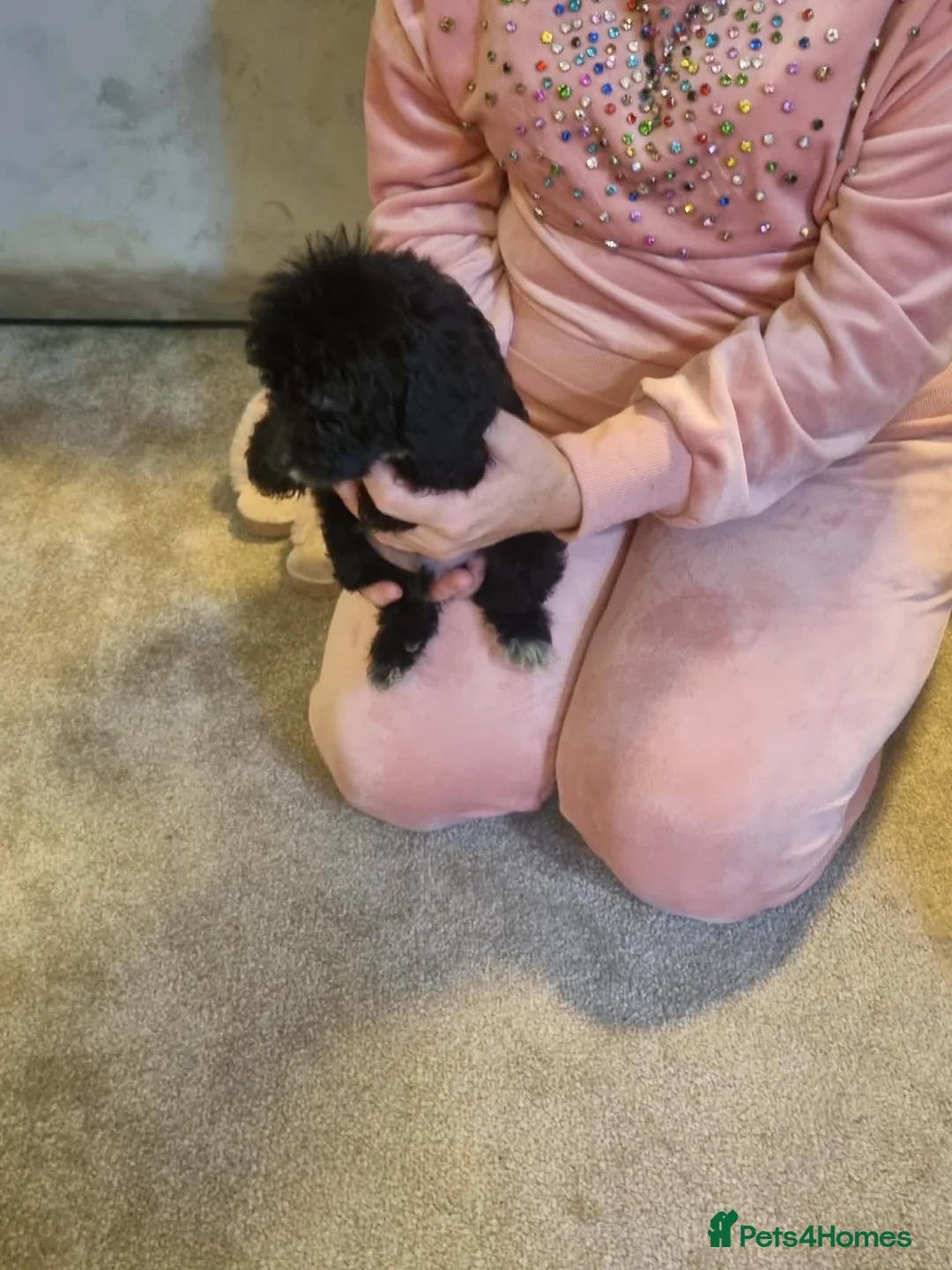 Cockapoo dogs for sale: Beautiful cockapoo  - Advert 36