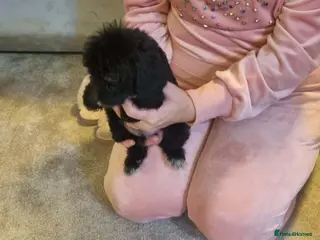 Cockapoo dogs Beautiful cockapoo - Advert 6