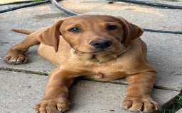 Labrador Retriever dogs for sale: Fantastic litter of fox Red Labrador puppies - Image 4