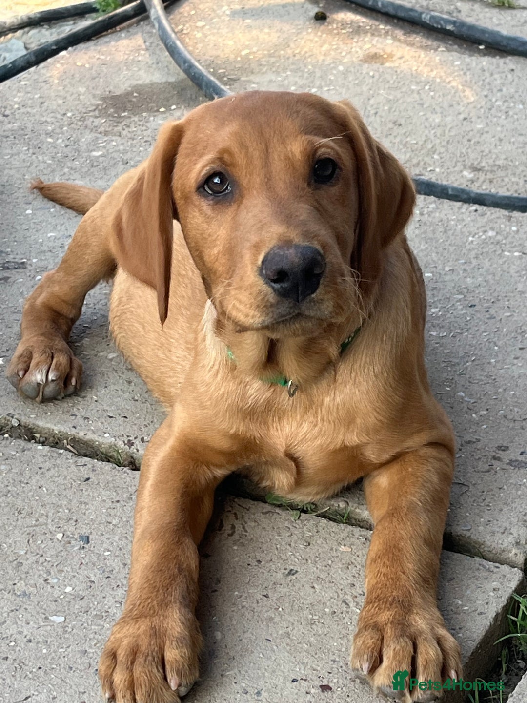 Labrador Retriever dogs for sale: Fantastic litter of fox Red Labrador puppies - Image 4