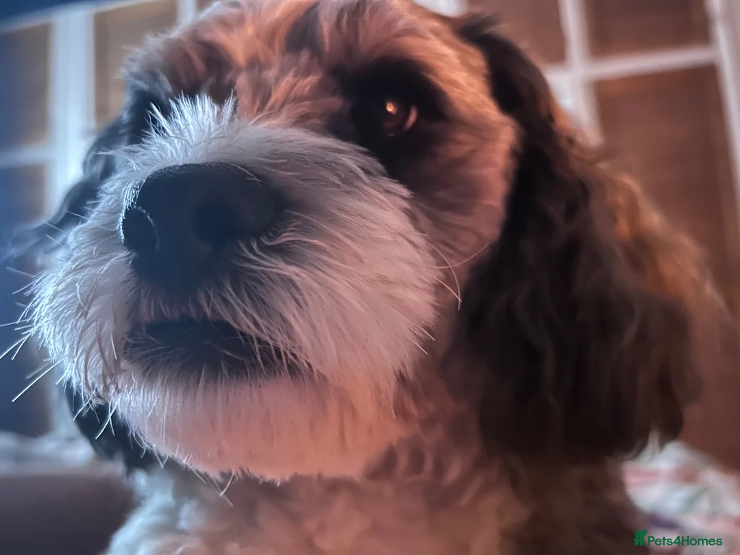 Shihpoo dogs for stud: 2 year old Shihpoo available for stud in Harrogate - Advert 2