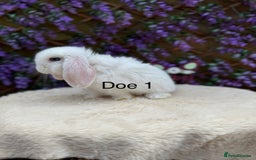Mini Lop rabbits for sale: Pure bred Mini lops  - Image 8