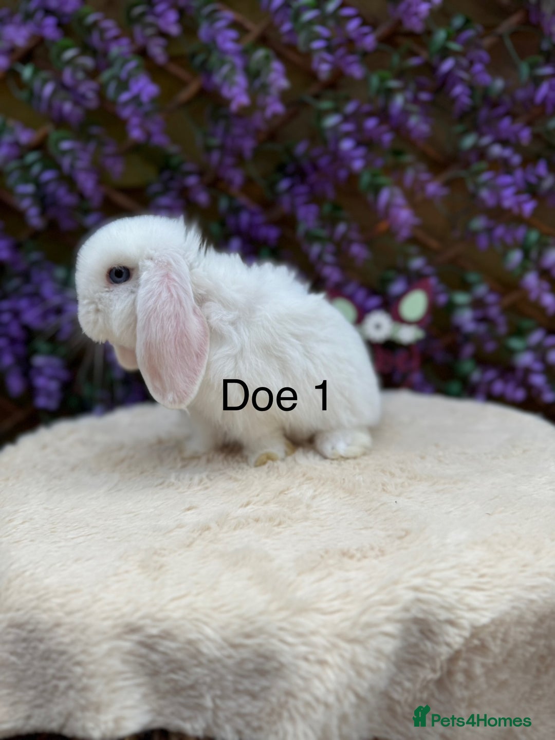 Mini Lop rabbits for sale: Pure bred Mini lops  - Image 8