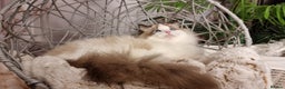 Ragdoll cats for sale: Quality Tica reg Ragdoll kittens  - Advert 5