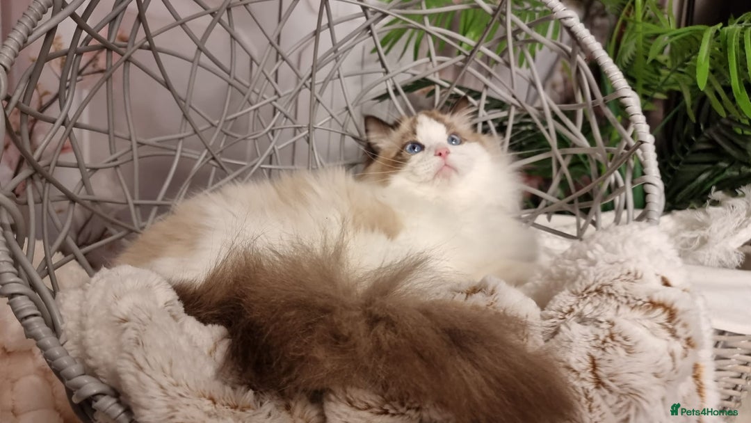 Ragdoll cats for sale: Quality Tica reg Ragdoll kittens  - Advert 5