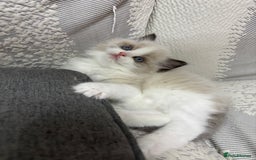 Ragdoll cats for sale: Champion Bloodline Seal Bicolour Ragdoll Girl - Image 10