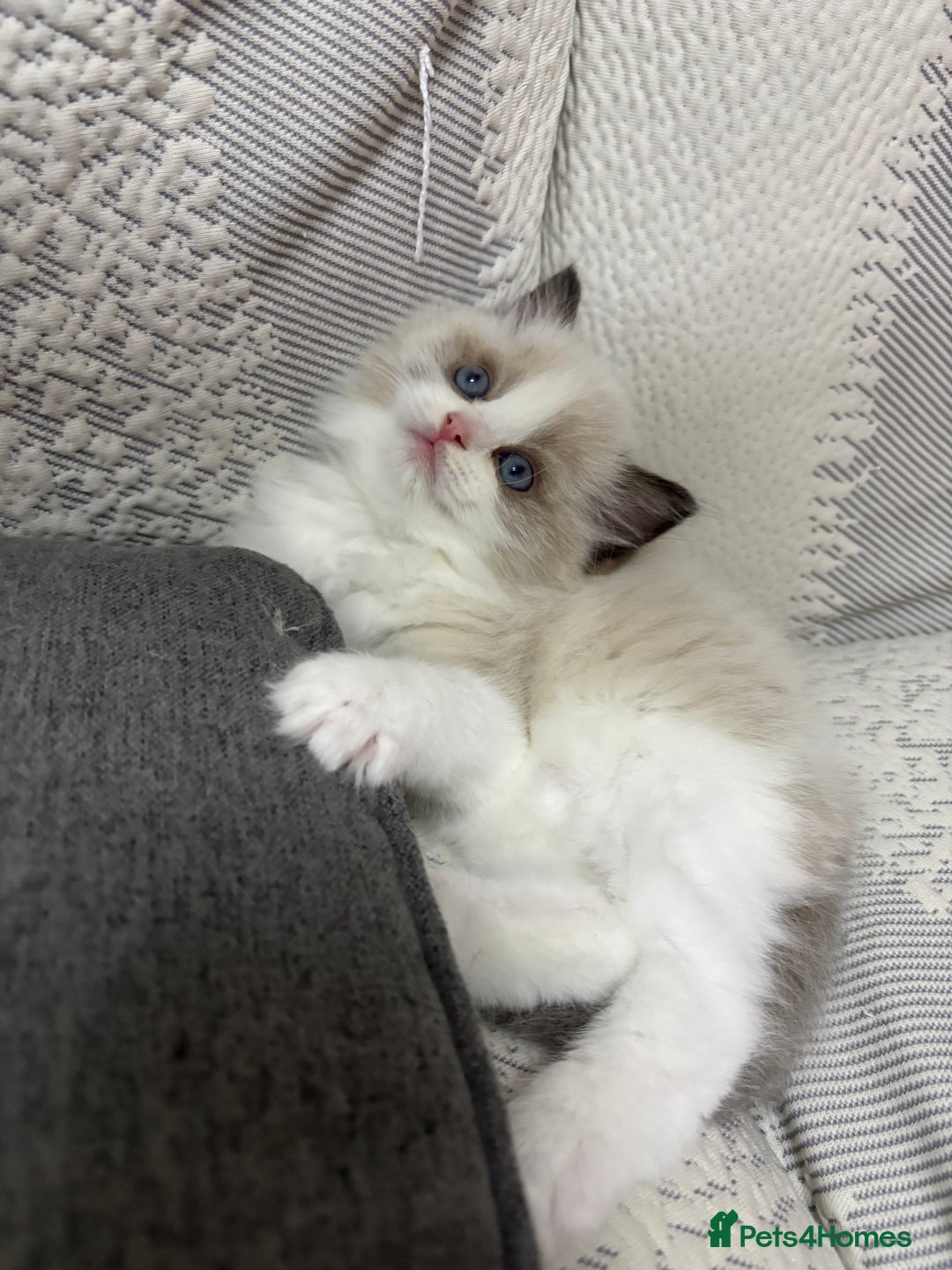 Ragdoll cats for sale: Champion Bloodline Seal Bicolour Ragdoll Girl - Image 10