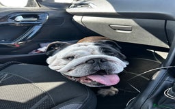 English Bulldog dogs for sale: Regrettable Rehoming - Image 3