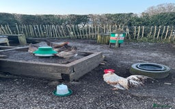 Chickens poultry for sale: Cream crested legbar - Image 6