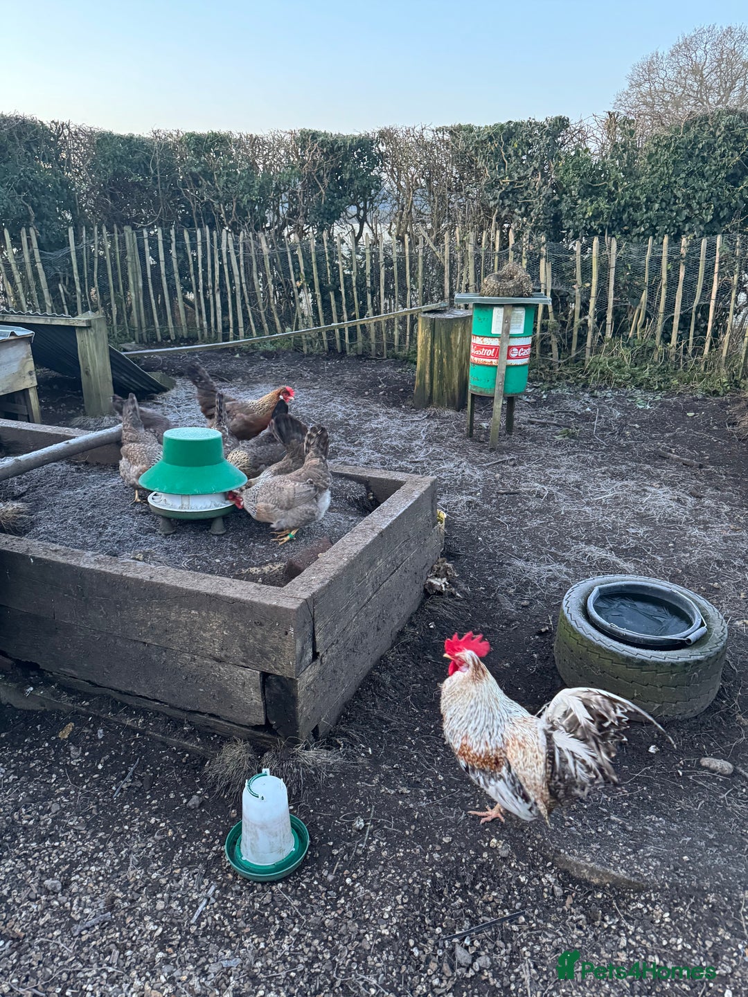 Chickens poultry for sale: Cream crested legbar - Image 6