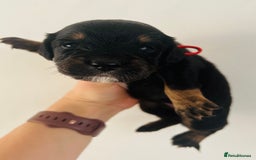 Sprocker dogs for sale: Sprocker/Cocker Puppies - Image 14