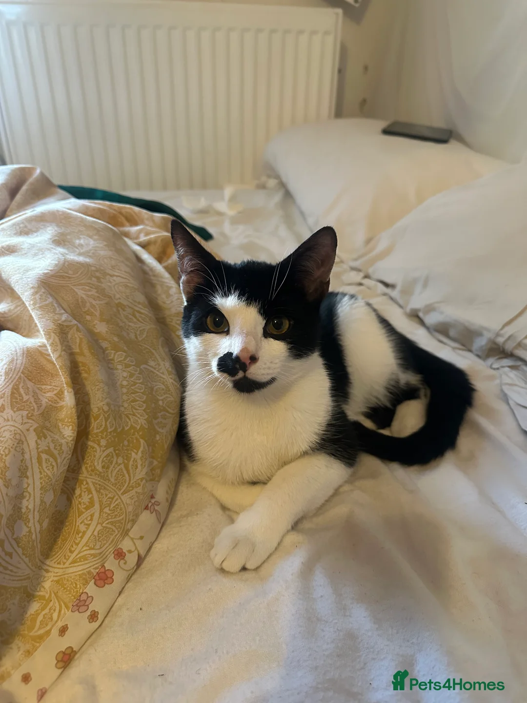 Mixed Breed cats for sale: Beautiful Playful Young Cats - Advert 5