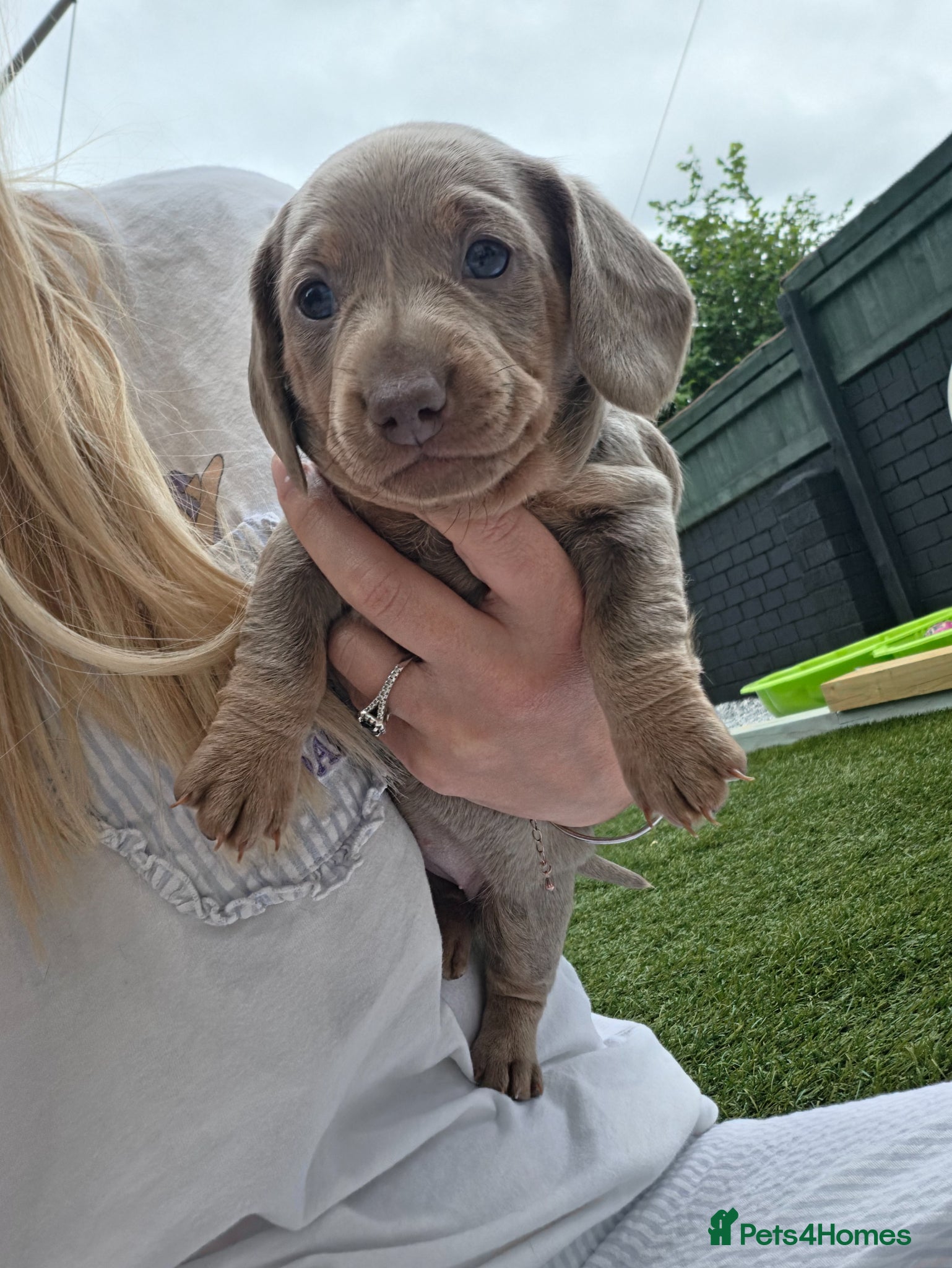 Miniature Dachshund dogs 3 Isabella Dachshund female puppies - Advert 13