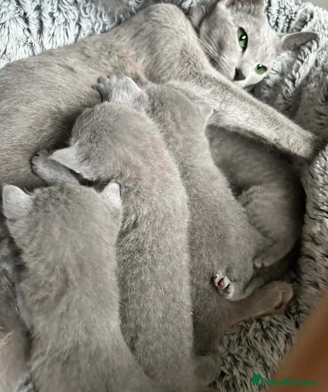 Russian Blue cats for sale: Gorgeous TICA Russian Blue Kittens - Advert 9