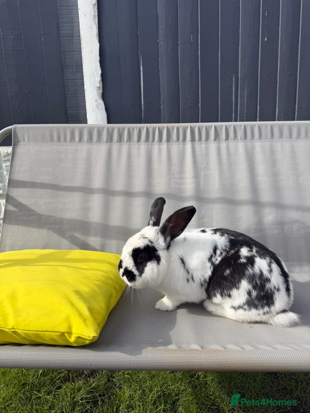 Mixed Breed rabbits for sale: rabbit for rehome  in Bootle - Advert 1