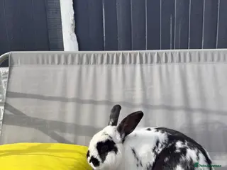Mixed Breed rabbits rabbit for rehome - Advert 1