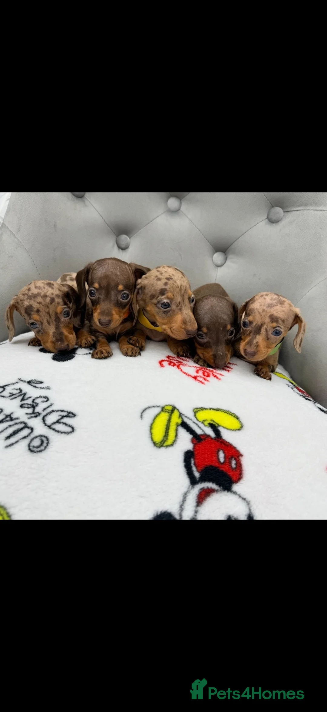 Miniature Dachshund dogs for sale: Miniature Dachshund in Nelson - Advert 2