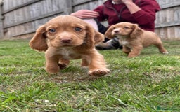 Cocker Spaniel dogs for sale: Wonderful Working Cocker Spaniel Puppies. 3 Boys - Image 2