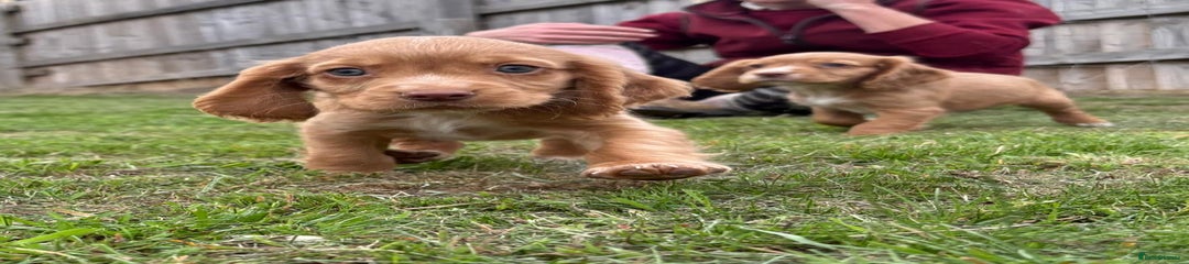 Cocker Spaniel Puppy 3