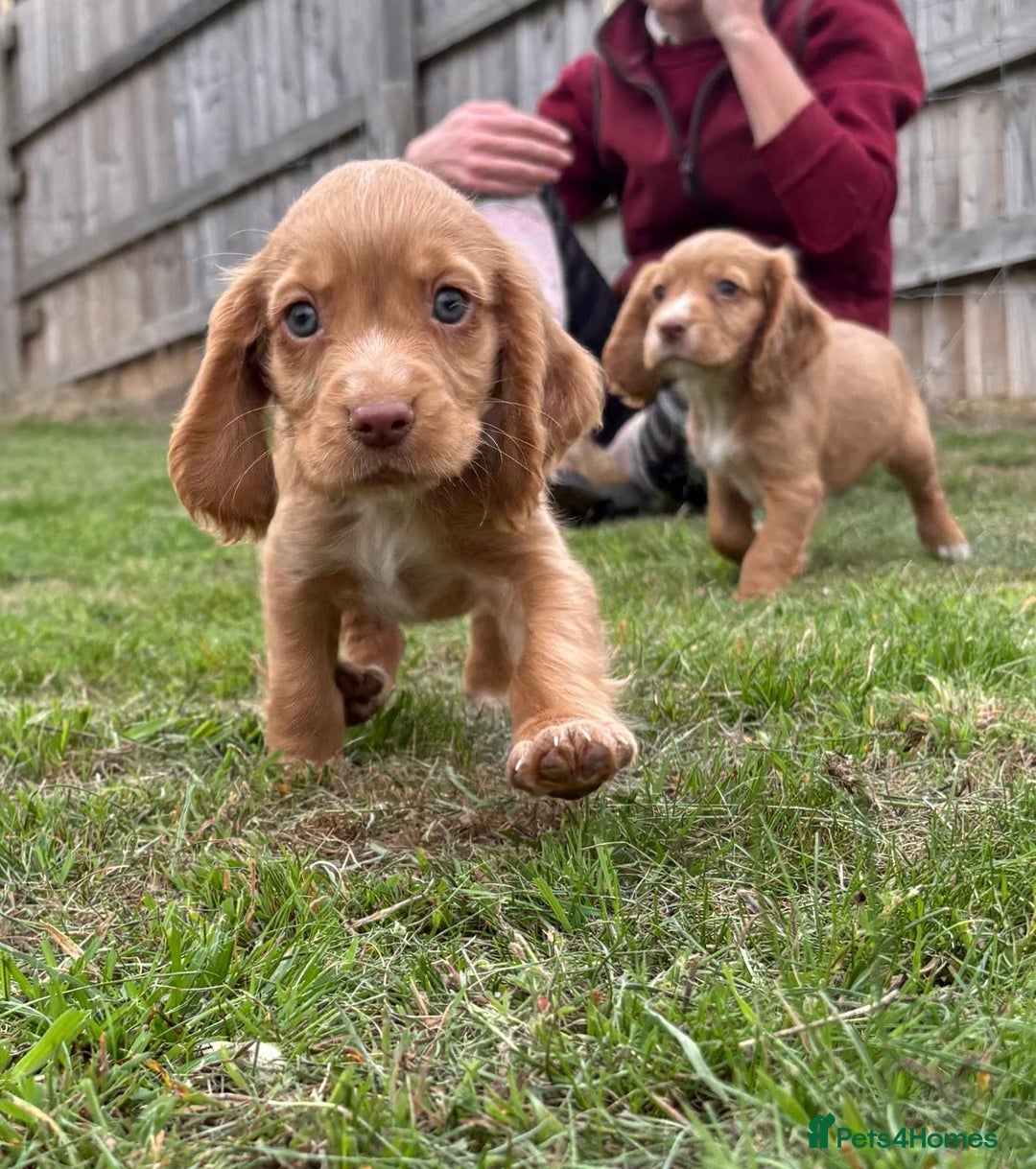 Cocker Spaniel dogs for sale: Wonderful Working Cocker Spaniel Puppies. 3 Boys - Image 2