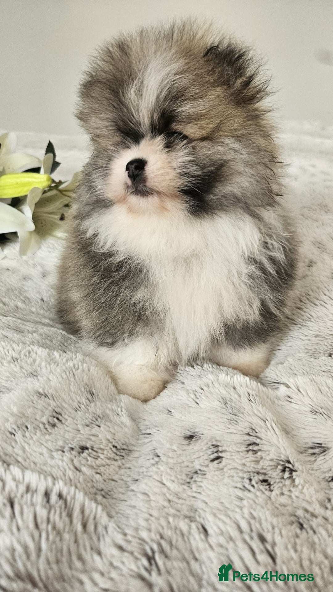 Pomeranian dogs for sale: Little beautiful pomeranians Tamworth  - Advert 10