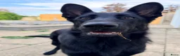 German Shepherd dogs for sale: Blaze  - Advert 9