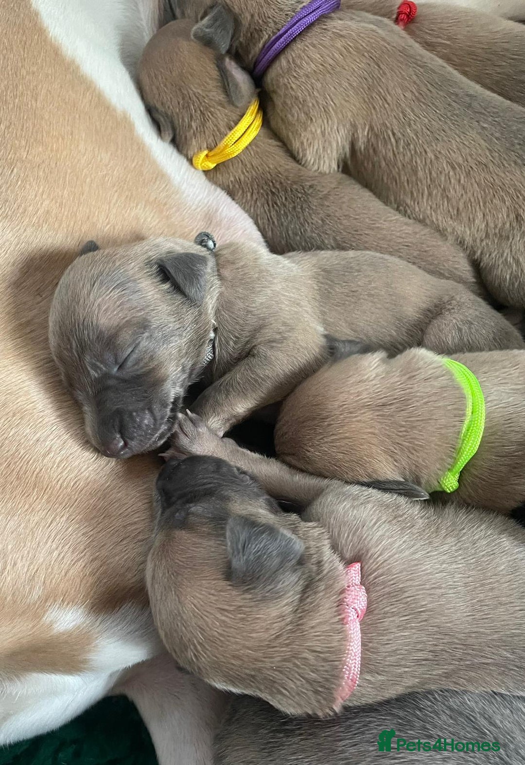 Whippet dogs for sale: Beautiful Whippet Puppies - 3 Boys & 2 Girls - Advert 3